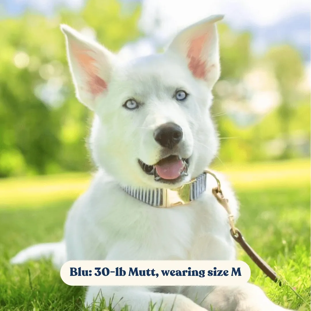 Blue Stripes Bowtie Unbreakable Collar™ & Leash Set