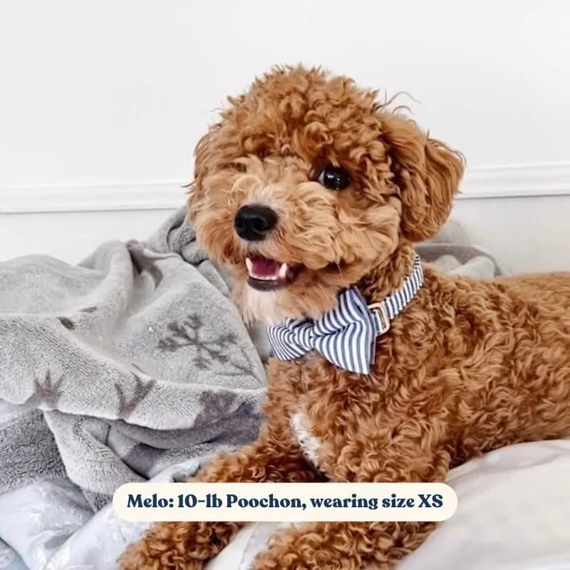 Blue Stripes Bowtie Unbreakable Collar™ & Leash Set