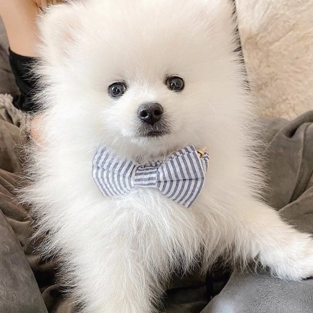 Blue Stripes Bowtie Unbreakable Collar™ & Leash Set
