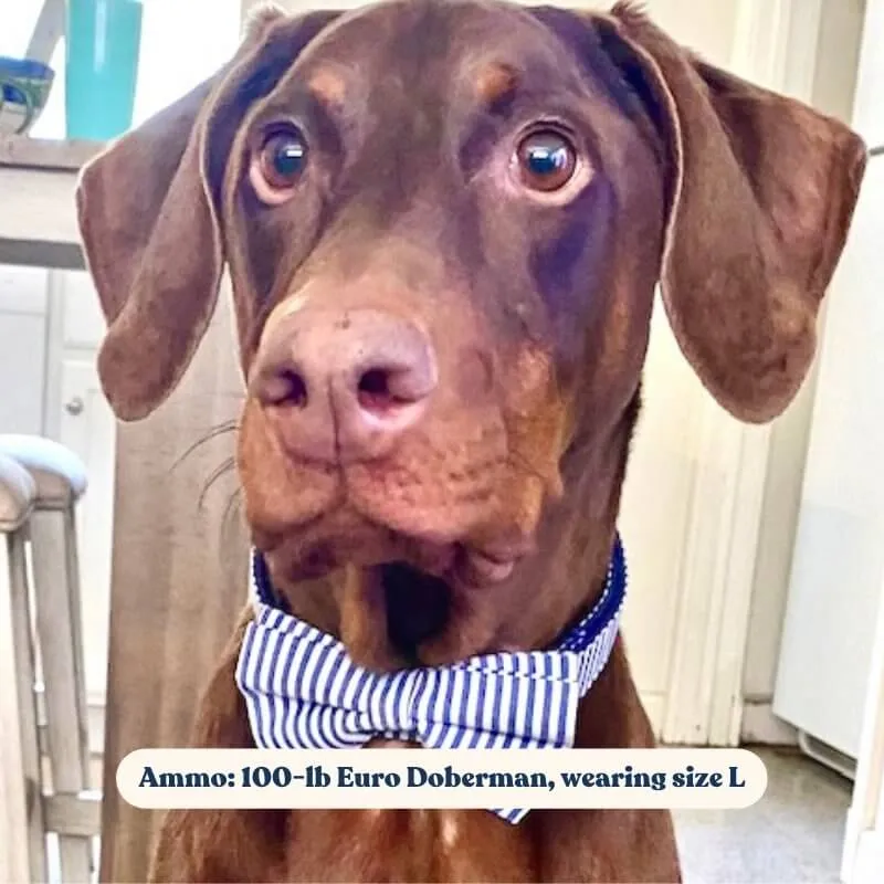 Blue Stripes Bowtie Unbreakable Collar™ & Leash Set