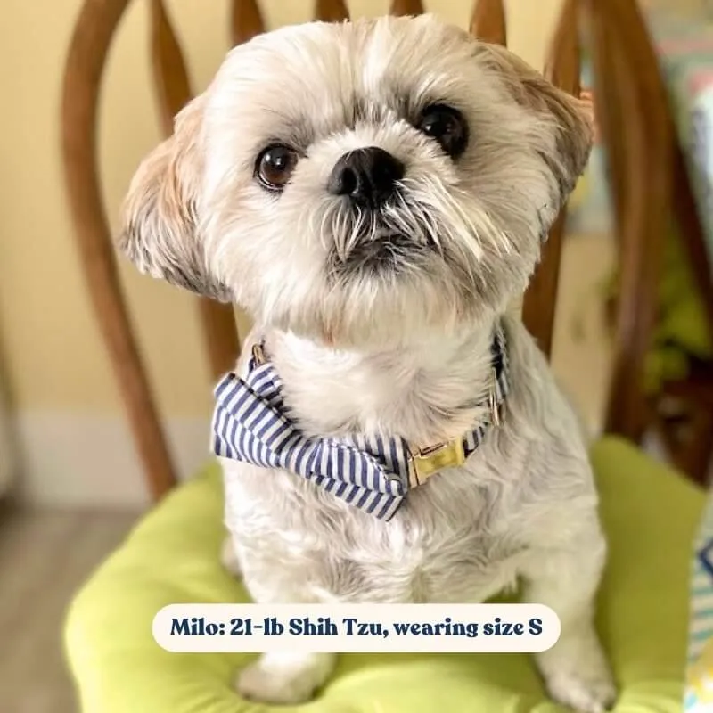 Blue Stripes Bowtie Unbreakable Collar™ & Leash Set