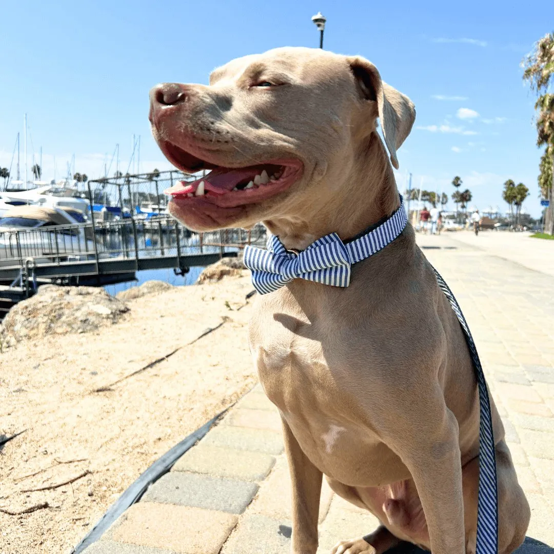 Blue Stripes Bowtie Unbreakable Collar™ & Leash Set