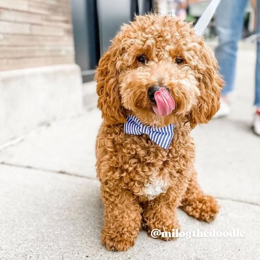 Blue Stripes Bowtie Unbreakable Collar™ & Leash Set