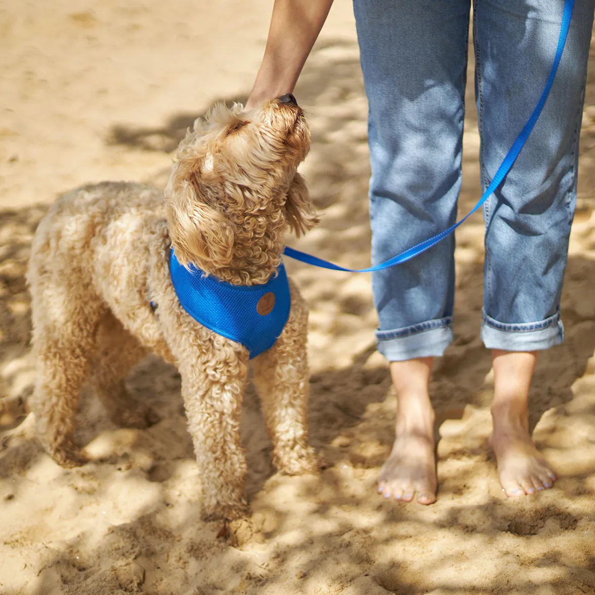 Classic Dog Collar - Blue