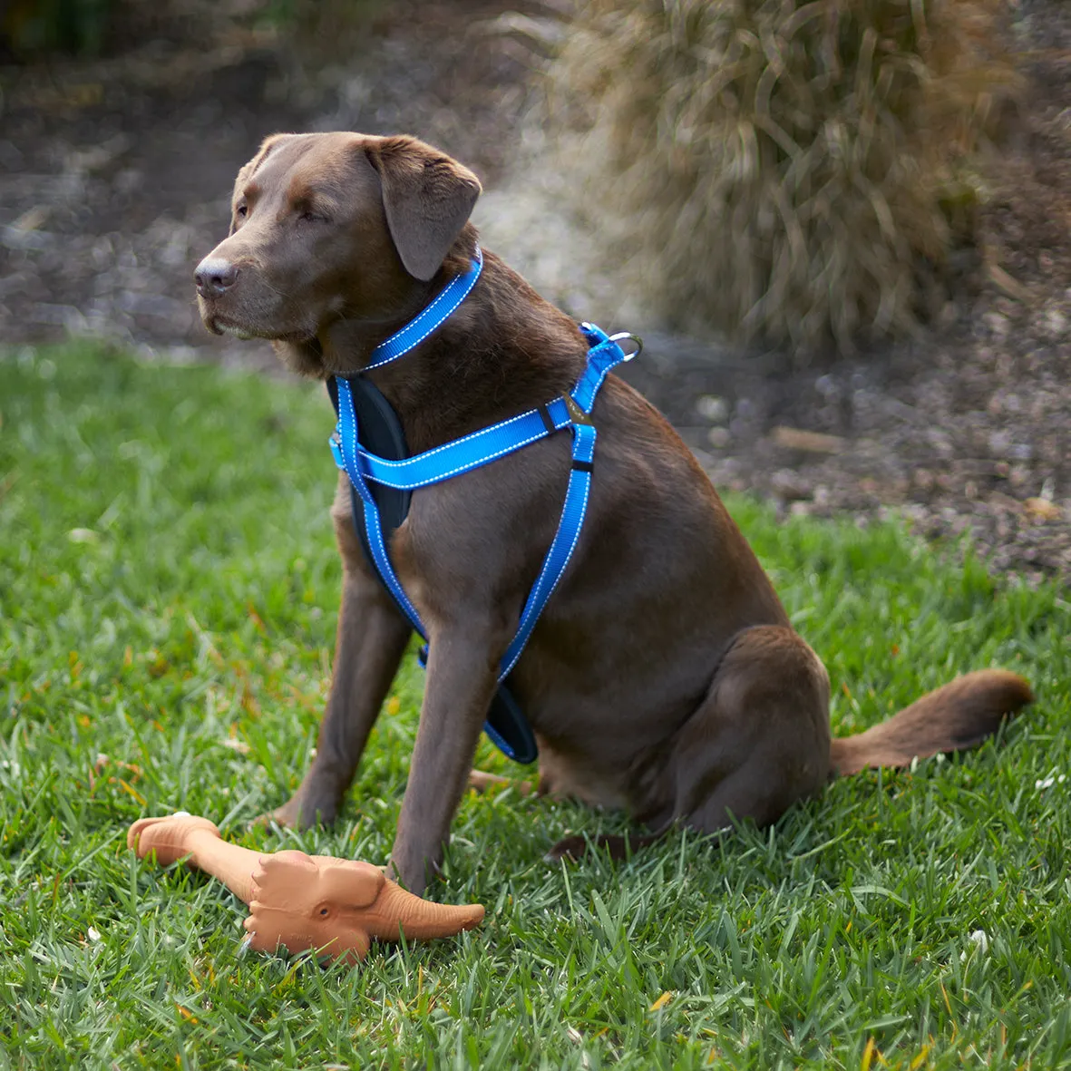 Classic Dog Collar - Blue