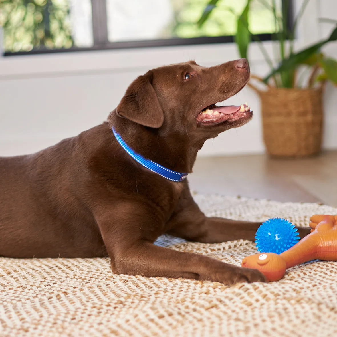 Classic Dog Collar - Blue