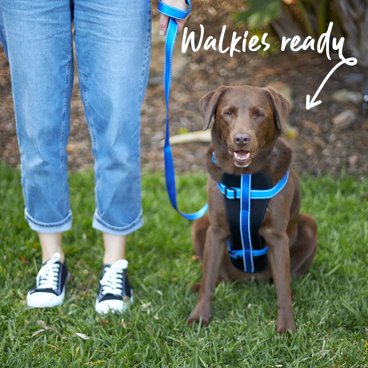 Classic Dog Collar - Blue