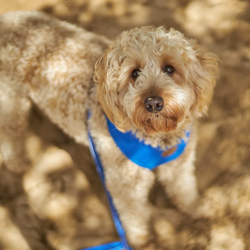 Classic Dog Collar - Blue